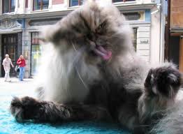 Here is a nice list of famous cat names from history! Top 10 Most Popular Cat Names In The Uk