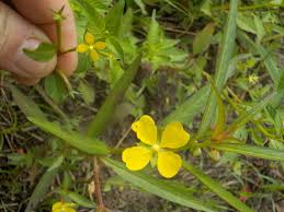 Image result for Ludwigia erecta