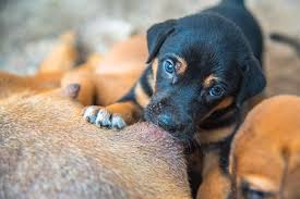 Cannibalism is rare in dogs, especially if the litter is birthed (whelped) in a home environment as opposed to a loud or crowded kennel. Newborn Puppy Care 5 Things You Need To Know Hill S Pet