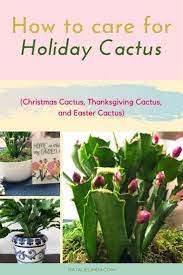 How To Care For Holiday Cactus Aka Christmas Thanksgiving And Easter Cactus Natalie Linda Holiday Cactus Easter Cactus Christmas Cactus
