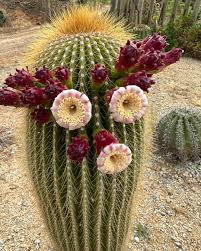 Image result for Neoboutonia