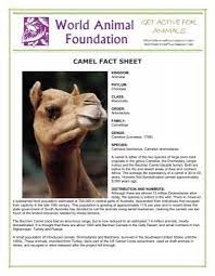 Look at links below to get more options for getting and using clip art. Camel Fact Sheet World Animal Foundation