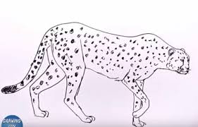 So, apparently, i'm drawing stuff for others and finishing some wips. How To Draw A Cheetah Easy Step By Step Easy Animals To Draw