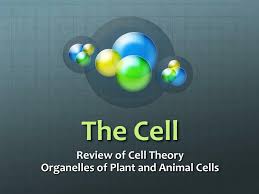 Both plant and animal cells have vacuoles, which are like storage containers for nutrients, food, or waste. Ppt The Cell Powerpoint Presentation Free Download Id 3078380
