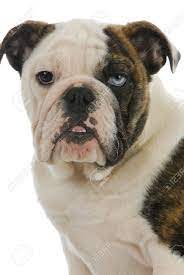 Akc registered, akc certified pedigree with champion blood line. Cute Puppy English Bulldog Puppy With One Brown Eye And One Stock Photo Picture And Royalty Free Image Image 12121016
