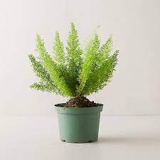 Foxtail Fern Plant In 2020 Foxtail Fern Fern Plant Plants