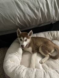 The pet stop rancho cucamonga. Siberian Husky Puppies For Sale Rancho Cucamonga Ca Husky Puppies For Sale Husky Puppy Siberian Husky Puppies