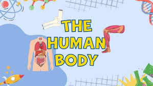 The Human Body for Kids | Bones ...
