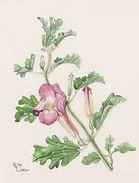 Image result for Harpagophytum zeyheri