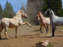 Wild Horses Endangered Or Invasive 2018 04 17 Agri Pulse