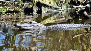 Ready To 'Choot Em'? How Much Does A Gator Hunter Really Make? [Video]