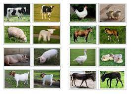 We've had such a great week enjoying our farm animals. Montessori Animals Babies Worksheets Teachers Pay Teachers