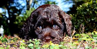 There are often many great labradoodles for adoption at local animal shelters or rescues. Australian Labradoodle Breeder Barksdale Labradoodles