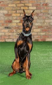 pin by oksana petrenko on doberman family protection dogs doberman dogs for sale uk