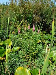 Image result for Spiraea douglasii