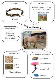 Carte D Identite Du Poney Documentaire Animaux Poney Carte D Identite