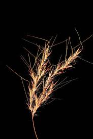 Image result for Andropogon africanus