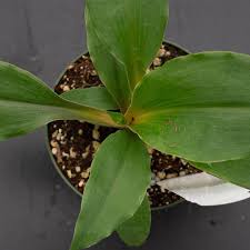 Image result for Chlorophytum affine