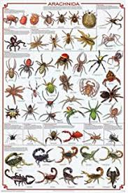 Amazon Com Laminated Arachnida Poster Spiders Scorpions