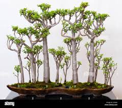 Image result for Crassula sarcocaulis