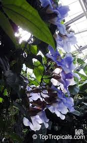 Image result for Thunbergia annua
