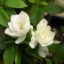 Gardenia August Beauty 1pc U S D A Hardiness Zones 7 11 National Plant Network 2 25gal August Beauty Gardenia Gardenia Plant Gardenia Shrub