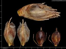 Image result for Schoenoplectus sp.no.3