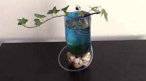 Sweet Potato Aquaponics Youtube
