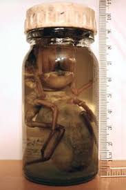 It's sort of a cross between a scorpion and a true spider, with two helmenstine, anne marie, ph.d. Camel Spider Uncyclopedia