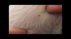 Watch your dog for excessive scratching or chewing. How To Tell If Your Dog Has Fleas 5 Important Signs Pest Strategies