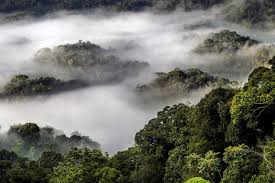 Nyungwe Forest