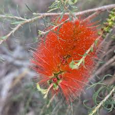 Image result for Melaleuca lateritia