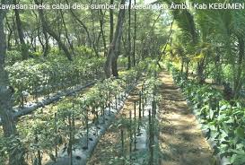 Panduan pertama cara menanam cabe adalah dengan memahami lingkungan yang tepat unutk cabe. Petani Di Kebumen Tanam Cabai Di Bawah Pohon Cemara Dan Kelapa
