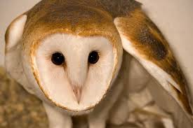 Indiana Raptor Center By Steve Gifford Owl Photos Raptor Center Owl Images