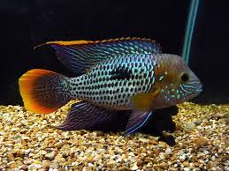 Green Terror Cichlid Andinoacara Rivulatus In 2020 Aquarium Fish Freshwater Aquarium Fish Cichlids