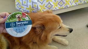 Submitted 1 year ago by aterix21. Seresto Flea Collar For Dogs Review Is This The Best Flea Collar To Buy