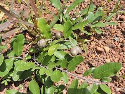 Image result for Parinari capensis