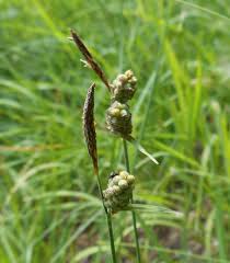 Image result for Carex cognata