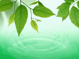 Maybe you would like to learn more about one of these? Wallpaper Sunlight Leaves Water Branch Green Tree Leaf Flower Produce Botany Land Plant Flowering Plant Macro Photography Plant Stem 1600x1200 Khris94 162702 Hd Wallpapers Wallhere
