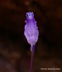 Image result for Burmannia