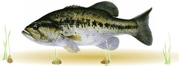 Comment pêcher le black bass à la grenouille (frog). Le Black Bass Et Comment Le Pecher Apprendre A Pecher