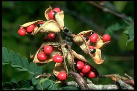 Image result for Abrus melanospermus