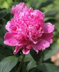 You are reading 18 best tiny houses for sale in california back to top Growing Peonies How To Plant Care For Peony Flowers Garden Design