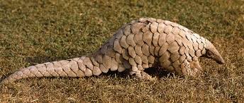 Pangolin, or scaly anteater, is the common name for african and asian armored mammals comprising the order pholidota, characterized by a long and narrow snout, no teeth, a long tongue used to capture ants and termites, short and powerful limbs, a long tail, and a unique covering of large. Pangolins Pangolin Specialist Group