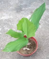 Pokok kunyit putih ada ubi super stabil ada ubi dan boleh. Khasiat Pokok Kunyit Majalahsains