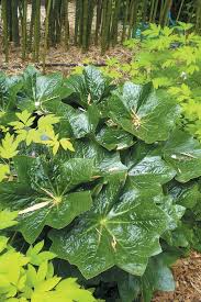 Another plant that usually does well outdoors with afternoon shade is the big leaf philodendron. 68 Big Leaved Plants Ideas Plants Garden Borders Garden