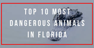 From crocodiles to caterpillars, there are a lot of pet dangers in florida. The Top 10 Most Dangerous Animals In Florida Wanderwisdom