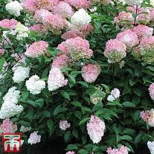 Trees in containers add style and sophistication to your garden. Container Shrubs Thompson Morgan