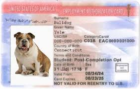 Ead correction or replacement of a lost or stolen ead card. Applying For F 1 Optional Practical Training Opt Office Of Career Strategy Yale University