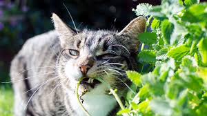 Cats love to nibble on plants, however, there are many common houseplants that are toxic to cats. Pet Friendly Houseplants That Won T Hurt Your Cats And Dogs Realtor Com